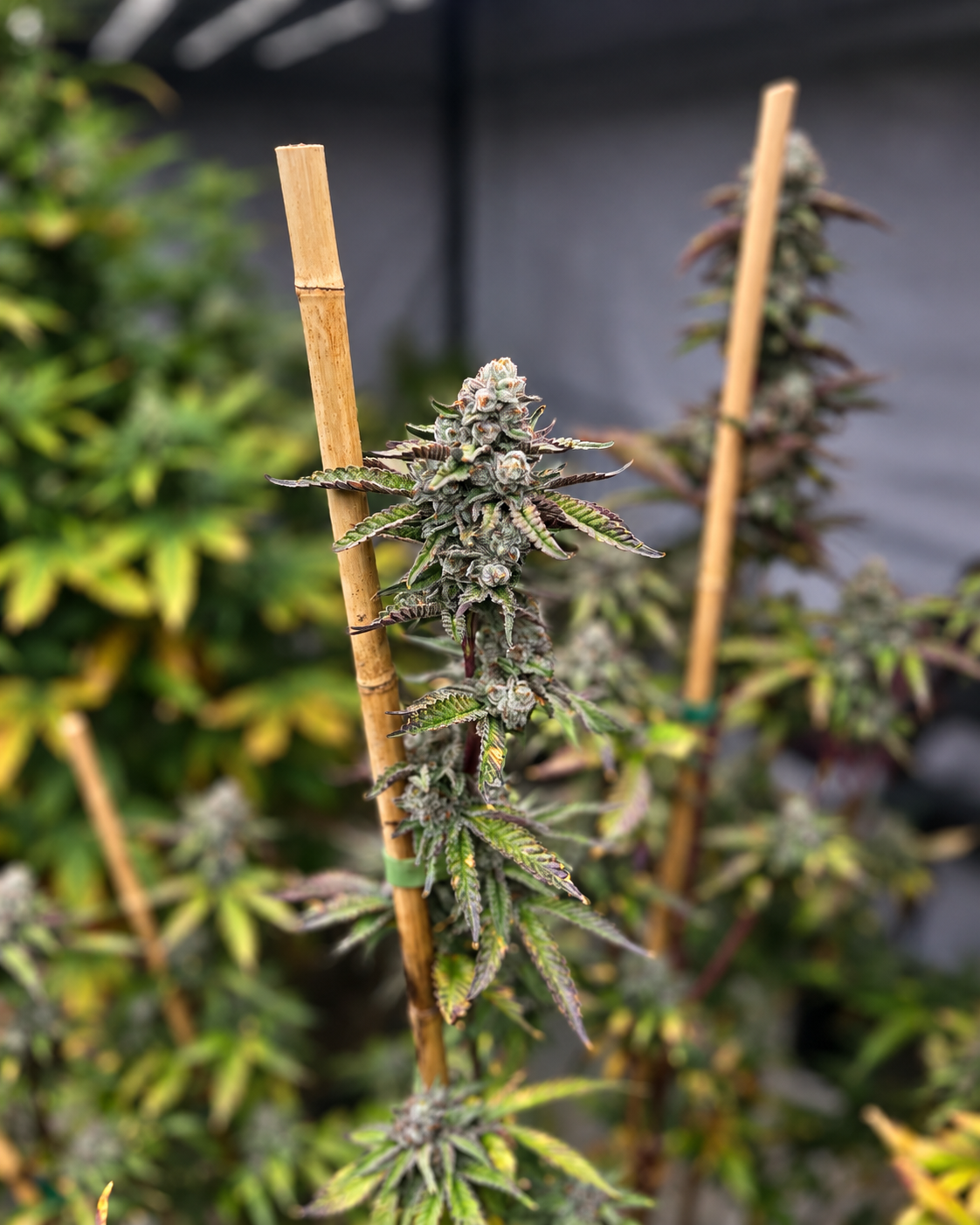 AI-retouched photograph of a flowering plant beside a bamboo support; cultivar identity unconfirmed