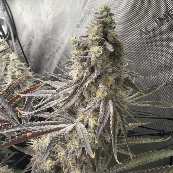 Flower reference from the Tiki Seeds Zero Gravity × Devil Driver listing; not Rooted Communion Lot 02