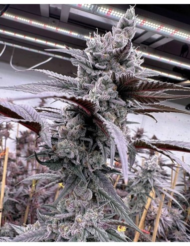 Lung Buster reference photograph from the Oaseeds Solfire Gardens listing; not Rooted Communion Batch 1