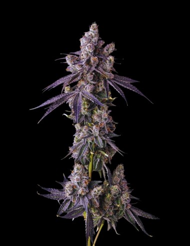 Mora Azul reference photograph from the Oaseeds Compound Genetics listing; not Rooted Communion Batch 1